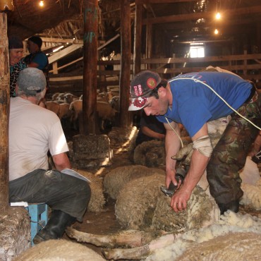  На контроле  - стрижка овец и выполнение плана противозоотических  мероприятий